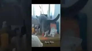 Half Life cats ✴️ #gym #cats #roblox #memes #meme #funny #funnyvideo #funnyshorts #warzone #love
