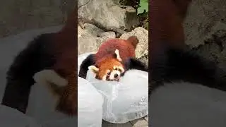 Be the protagonist in your own story 🥰🥰🥰#fy #fyp #trending #cute #adorable #redpanda #Iove