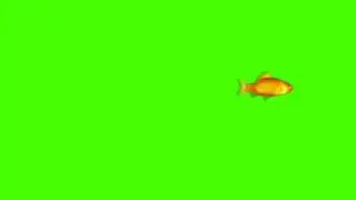 Gold fish green screen effect (original)
