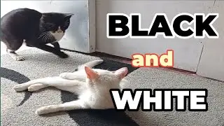 Funny Cats || Black and White Cats - Kucing hitam dan kucing putih bermain