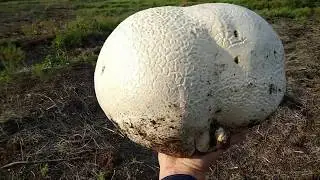 Гриб головач. (продолжение).