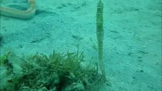 Smooth Seahorse Hippocampus kuda