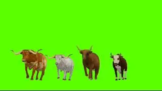Cartoon Green Screen Animation 