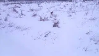 Джек с удовольствием плавает в снегу