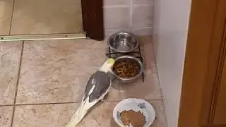 В чужой миске корм вкуснее 🐈+🦜