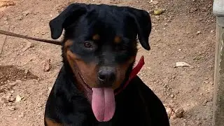 Rottweiler ചെയ്യ്തത് കണ്ടോ 😒||Tessaയുടെ കുരുത്തകേട്🤨||Babeesh Kashi||Rottweiler Dog||
