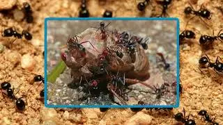 Las Hormigas - comiendo