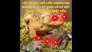 Cóc Trong Thế Giới Hoang Dã: Những Điều Kỳ Diệu Và Bí Mật Chưa Từng Được Biết Đến