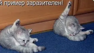 Вечерние посиделки. Дурной пример заразителен👆