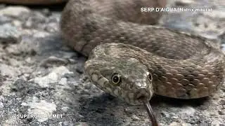 Serp d’aigua