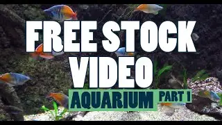 FREE STOCK FOOTAGE   COMMERCIAL USE HD 1080p - Aquarium, Fish, Penguins (part 1)