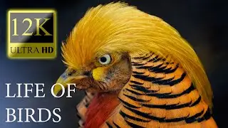 12K HDR 60fps Dolby Vision – Life Of Birds