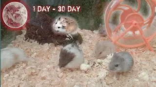growing up cute baby hamsters 1-30 day || hamster maze