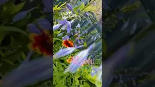 West Side Flowers & Bees #petra #westside #stpaul #flowers #bees #westsidestory