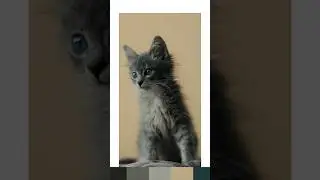 Adotei um gatinho #fotografia