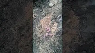 Мышиное гнездо