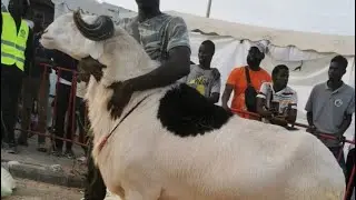 SEN ÉMISSION FIMA JAAR INVITÉ BERG SEYDINA DJIBRIL 77 635 20 86