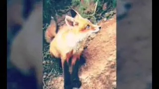 БИТВА!!!