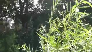 Goodhue Ditch, very large plant