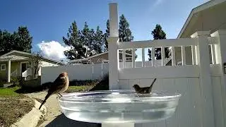 Bird Bath Cam California