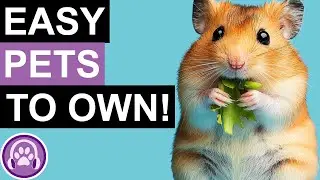 THE Top 5 Easiest Pets to Own!
