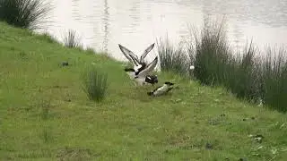 Vechtende Scholeksters.  Fighting oystercatchers