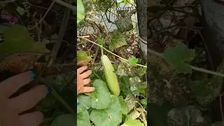 Армянский огурец