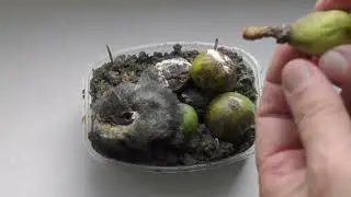 Инжир. Размножение.  Фэйк. 23