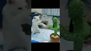 Funny Animal Videos 😂😂 #fyp #memes #memedaily #dankmemes