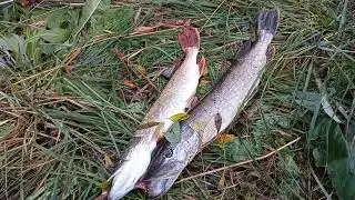 Щука на самоловки на малой реке. Ждем первый лед 23-24.