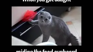 Top vines #1 the dog is funny