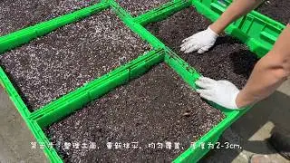 【Nebo Mushroom】“太简单”平菇覆土种植教程。（同样适用于香菇的家庭种植）