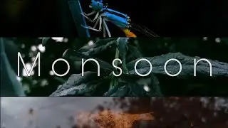 Monsoon |Into The Nature|cinematic video