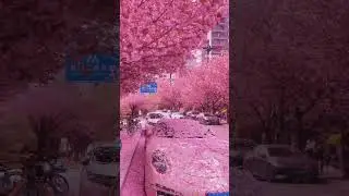 Porsche 911 under the Cherry Blossoms #porsche #porsche911 #porschelife #sportscars #fastcars #911