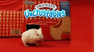 Smuckers Uncrustables Commercial #smuckers #uncrustables #hamster #dwarfhamster