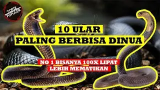 10 ULAR PALING BERBISA & MEMATIKAN DI DUNIA | RACUNNYA 100 X LEBIH MEMATIKAN
