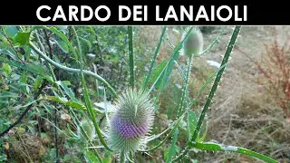 VErba Volant - Il cardo dei lanaioli