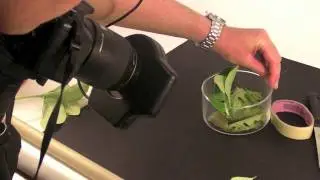 Prove di macrofotografia col ring flash Opteka