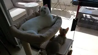 Garfield and Griffith Scottish fold and British shorthair