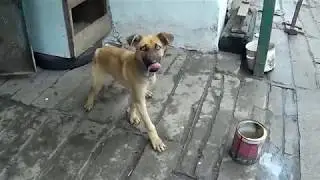 Собака ест яблоки