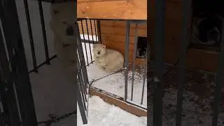 Братья ❤️🫂 #собака #собакен #акита #животные #любовь #dog #dogs #милоевидео