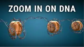Zoom in on DNA | biology animations