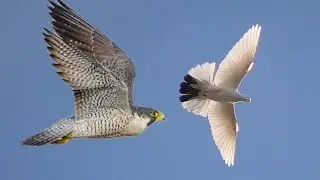 Сокол Сапсан напал голубя. Falcon Peregrine  attacked a pigeon