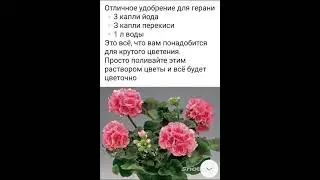 Отличное удобрение для герани🌹🌹🌹