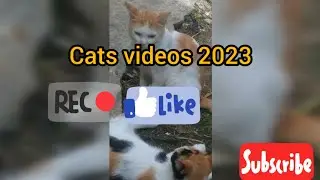 Cats Videos 2023😂😂😂😂- Funniest Cats😾😻#1