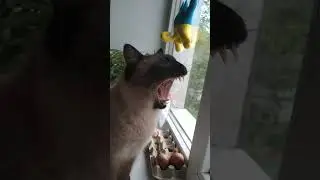 Кот Эверест разговаривает с птичкой