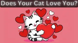 12 Secret Signs Your Cat Loves You (Vets Confirm #7!) | GemmiYup