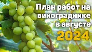 План работ на винограднике в Августе - 2024 🍇