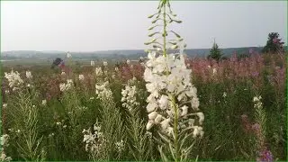 Иван-чай или кипрей в августе можно сделать из семян