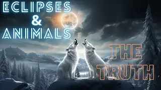 🌑 Do Eclipses Affect Pets❓ 🐺 | Animal's Behavior 🎶 #nasa #space #astronomy #pets #pet